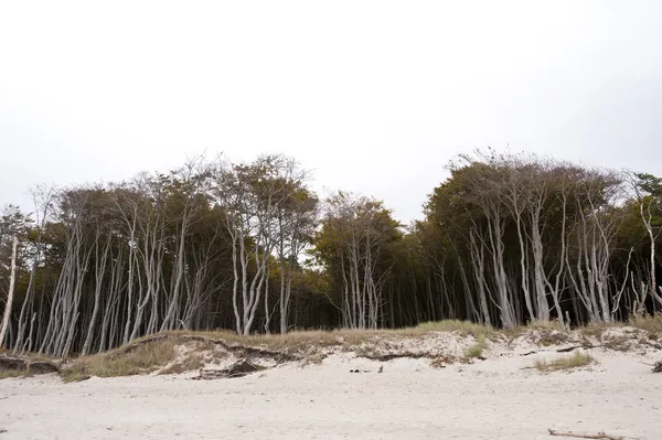 Costa del Mar Baltico di Darss in Germania — Foto Stock