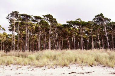 Almanya 'da Darss' ın Baltık Denizi kıyıları