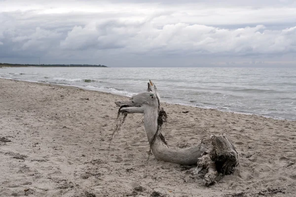 Almanya 'da Darss' ın Baltık Denizi kıyıları — Stok fotoğraf