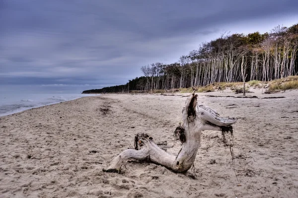 在德国，hdr 达尔斯半岛的波罗的海海岸景观 — 图库照片