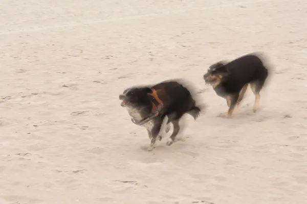 Playing dogs on the Baltic Sea beach — Stock Photo, Image