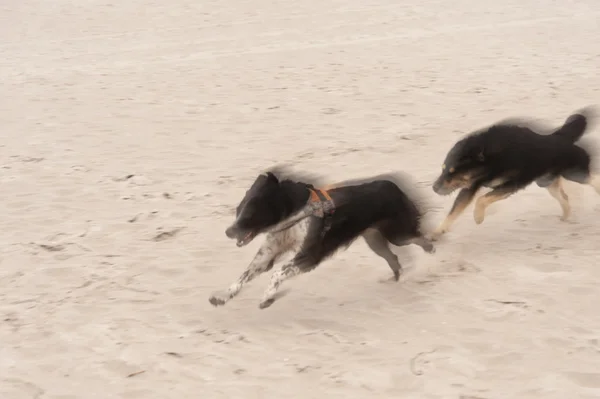 Jogando cães na praia do Mar Báltico — Fotografia de Stock