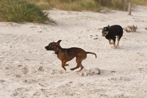 Playing dogs on the Baltic Sea beach — Stock Photo, Image