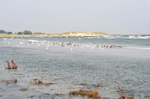 Baltic Sea on Darss in Germany — Stock Photo, Image