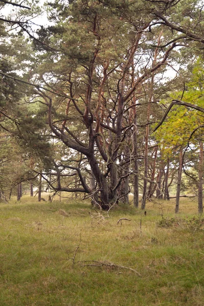 У Дарсському лісі в Німеччині — стокове фото