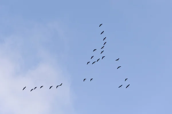 Flight of the Common Crane — Stock Photo, Image