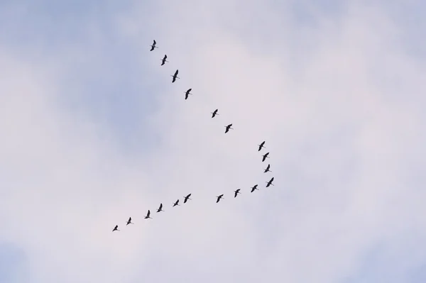 Flight of the Common Crane — Stock Photo, Image