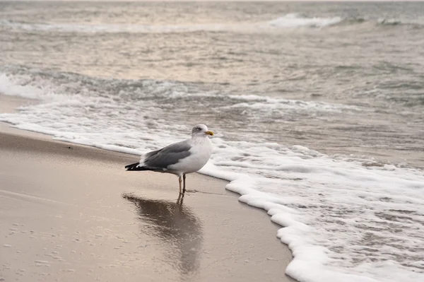 Mar Báltico em Darss na Alemanha — Fotografia de Stock