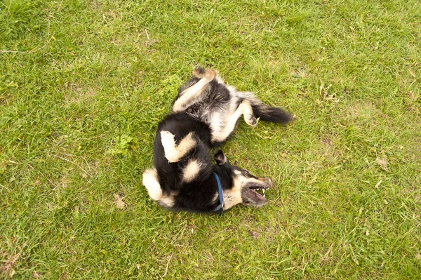 Boisterous dog in the grass — Stock Photo, Image