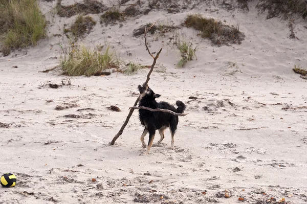Hund spielen am Ostseestrand — Stockfoto