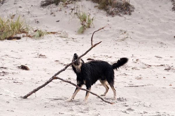 Baltık Denizi sahilinde köpek oyunu oynamak. — Stok fotoğraf