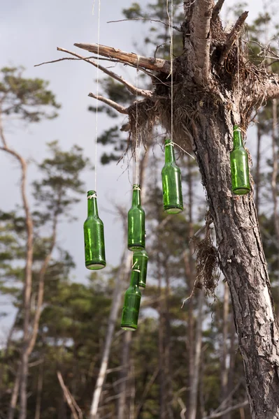 Darss Östersjökust i Tyskland — Stockfoto