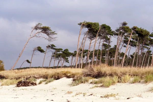 Costa del Mar Báltico de Darss en Alemania — Foto de Stock