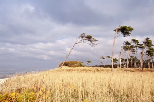 Baltic Sea coast of Darss in Germany — Stock Photo, Image