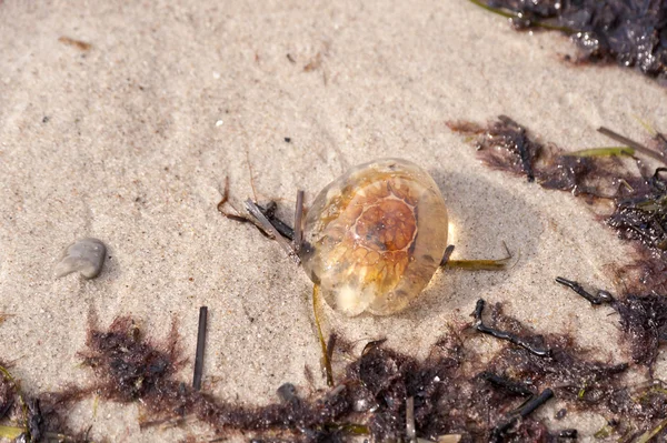 Meduza na Morzu Bałtyckim — Zdjęcie stockowe