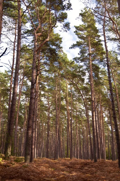 Almanya 'daki Darss Ormanı' nda — Stok fotoğraf
