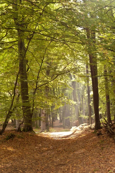 ドイツのダースの森で — ストック写真