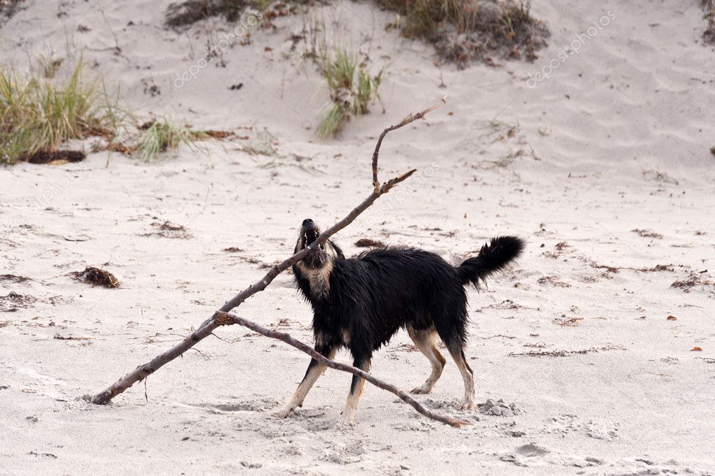 Playing dog on the Baltic Sea beach