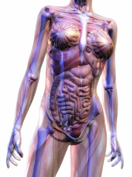 Menschliche Anatomie — Stockfoto