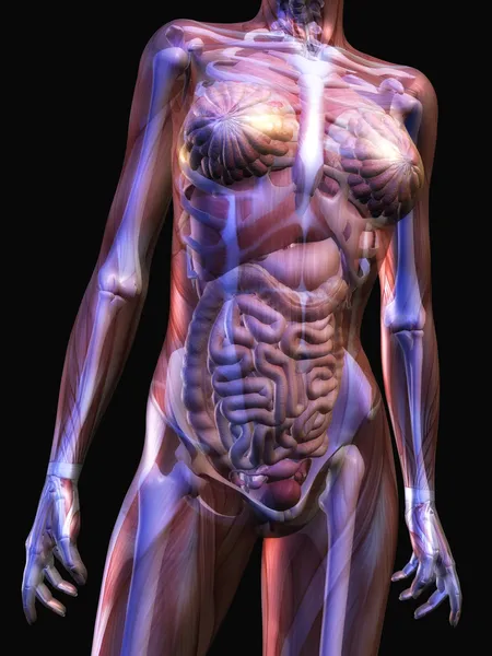 人体解剖 — 图库照片