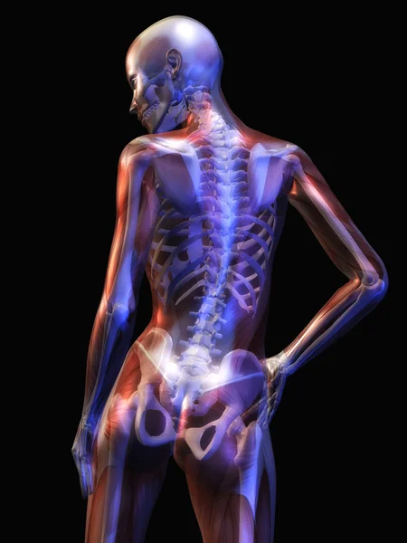 Human Anatomy — Stock Image Human Anatomy Stock Photo