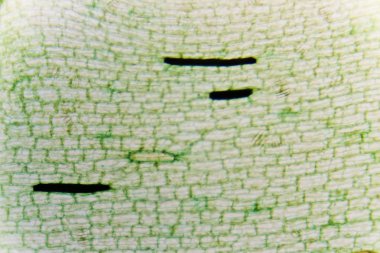 Plant Cells of Demersum clipart