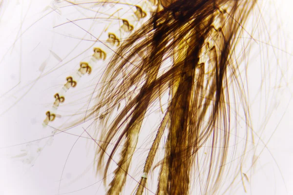 Detalj av en mygga huvud — Stockfoto