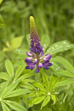 Bahçe lupin