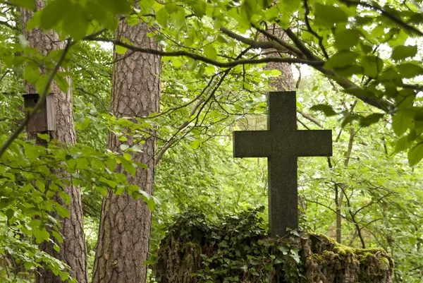 Кладбище в лесу — стоковое фото