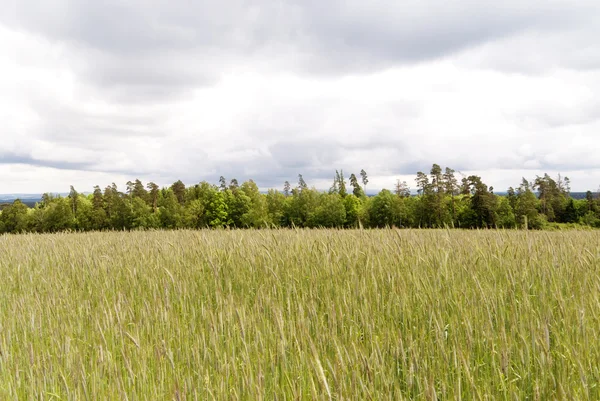 Op de hiking trail goldsteig, Duitsland — Stockfoto