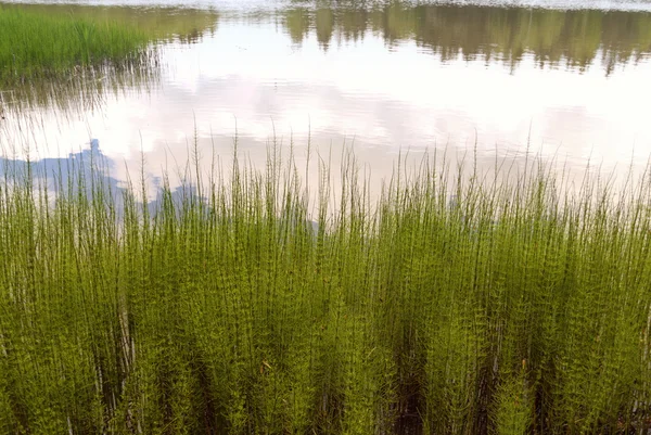 Sjön Övre Pfalz Tyskland — Stockfoto