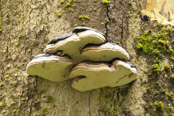 Detalle en un bosque — Foto de Stock