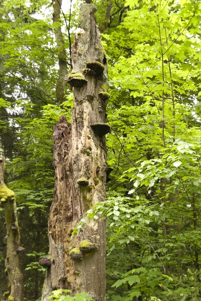 Detalle en un bosque — Foto de Stock