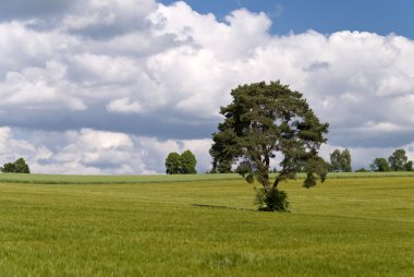 üzerinde hiking trail goldsteig, Almanya
