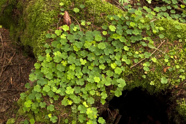 Dettaglio in una foresta — Foto Stock