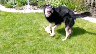 köpek oynama