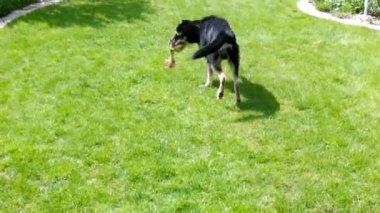 köpek oynama