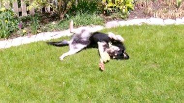 köpek oynama