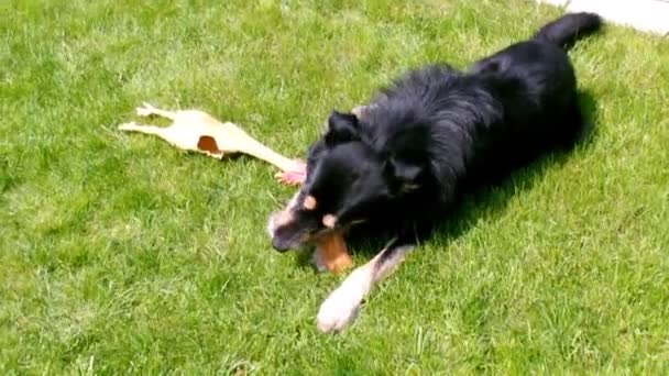 Spelen van de hond — Stockvideo