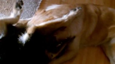 Köpekler iskambil