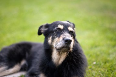 Köpek çim üzerinde yalan crossbreed