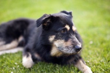 Köpek çim üzerinde yalan crossbreed