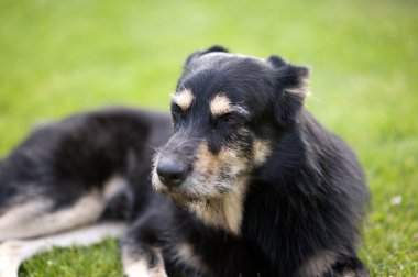 Köpek çim üzerinde yalan crossbreed