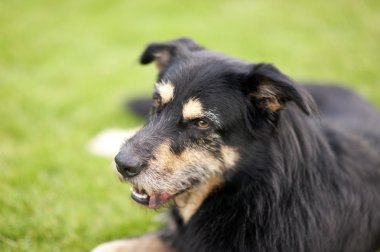 Köpek çim üzerinde yalan crossbreed