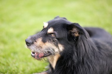 Köpek çim üzerinde yalan crossbreed