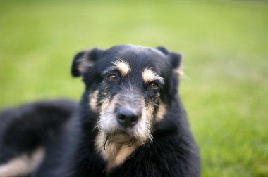 Köpek çim üzerinde yalan crossbreed