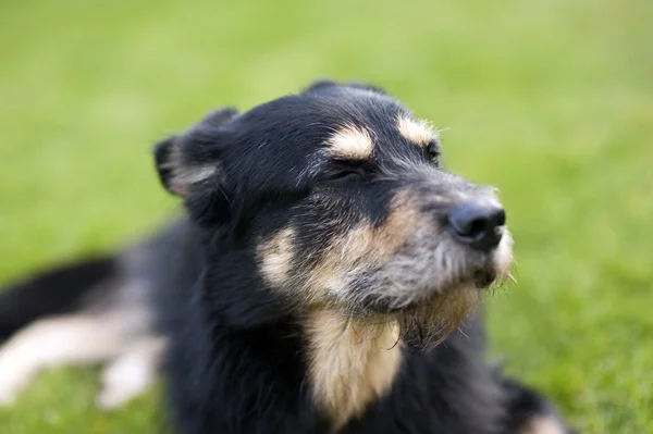 Crossbreed Cão Deitado Grama — Fotografia de Stock