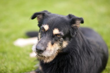 Köpek çim üzerinde yalan crossbreed