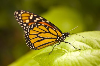 Danaus plexippus