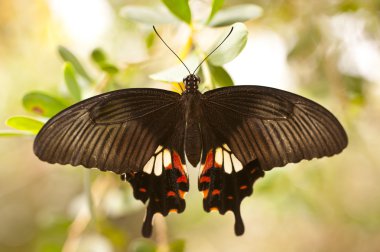 ortak gül pachliopta aristolochiae